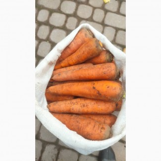 Продам моркву спорт болівар