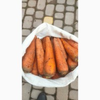 Продам моркву спорт болівар