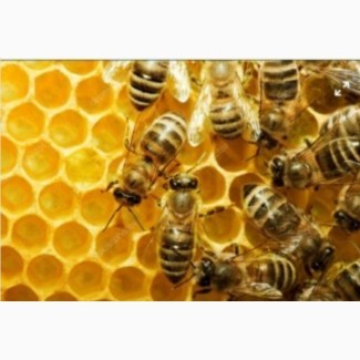 Продам бджолопакети 2024, Вінницька обл