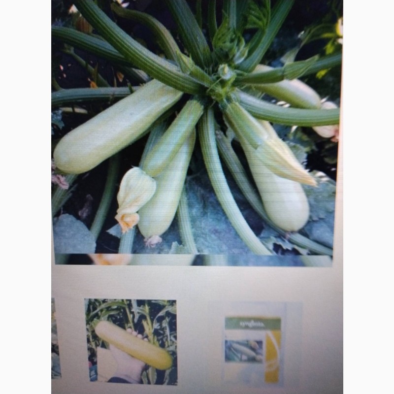Фото 10. Продам труби для крапельного зрошення, торф#039;яний субстрат, насіння овочей
