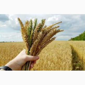 Куплю пшеничку фураж