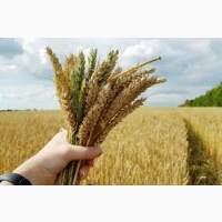 Куплю пшеничку фураж