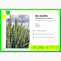 Насіння пшениці BG ADORA - Пшениця озима (безоста)