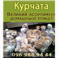 Продам Суточных цыплят бройлера