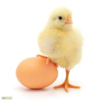 Предлагаем высококачественные яйца ТМ «Хохолок».