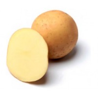 Насінна картопля по Україні сорт Тайфун (Роздріб, малий опт)