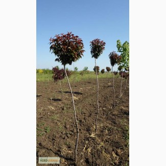 Саженцы : Слива «глобоза» штамб (Prunus Globosa) 1,8 – 2,5 м.