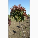 Саженцы : Слива «глобоза» штамб (Prunus Globosa) 1,8 – 2,5 м.