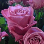 Продажа оптом и в розницу кустов роз