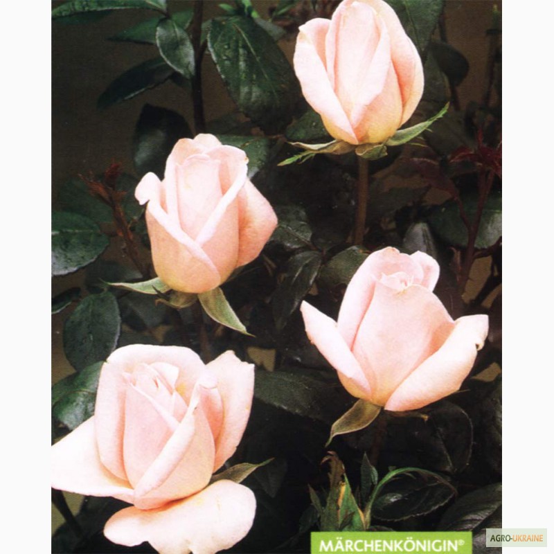 Фото 9. Продажа оптом и в розницу кустов роз