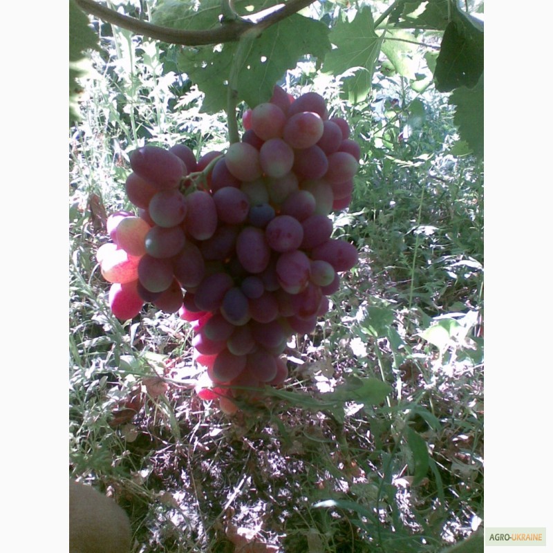 Фото 5. Саженцы столового и винного винограда, подвой винограда