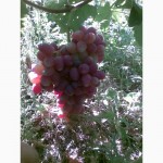 Саженцы столового и винного винограда, подвой винограда