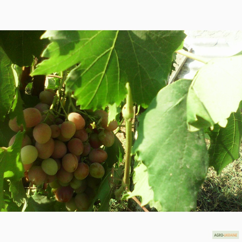Фото 2. Саженцы столового и винного винограда, подвой винограда