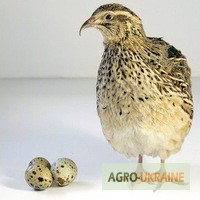 Фото 5. Продам инкубацыонное яйцо перепелов