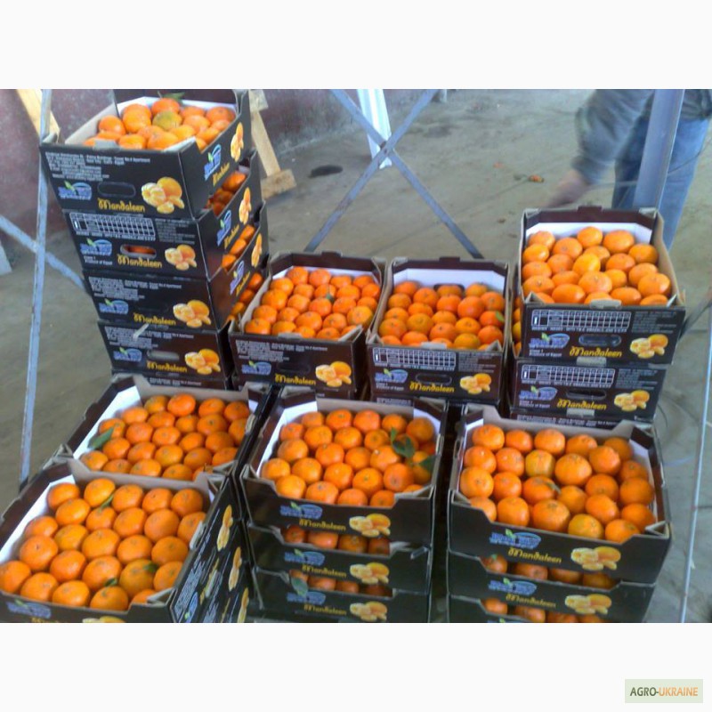 Фото 2. Продам цитрусовые: апельсин, лимон, мандарин