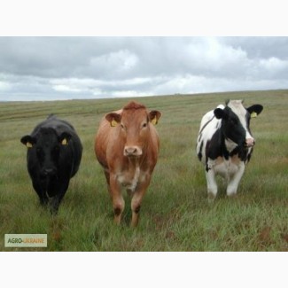МясокомбинатТоВЗ закупает КРС( коров, быков, телок, коней) от хозяйств и населения