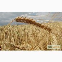 Закупим пшеницю, жито, кукурузу