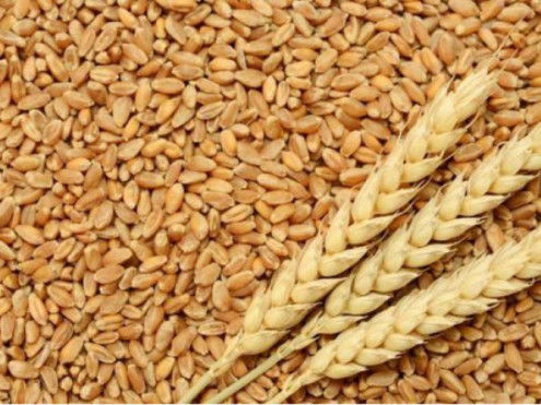 Фото 2. Закупим пшеницю, жито, кукурузу