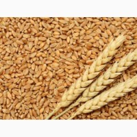 Закупим пшеницю, жито, кукурузу