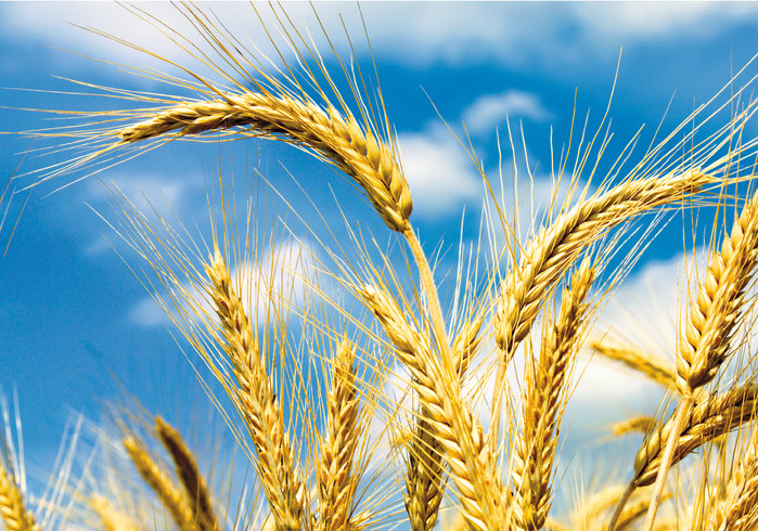 Фото 3. Закупим пшеницю, жито, кукурузу