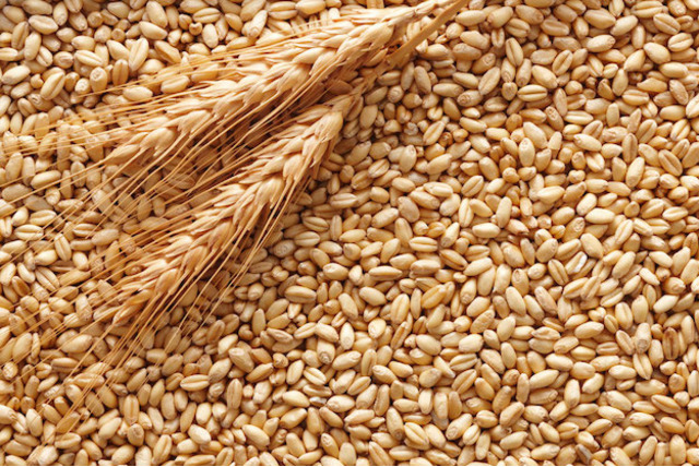 Фото 4. Закупим пшеницю, жито, кукурузу