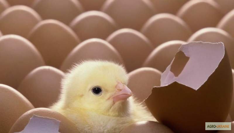 Фото 3. Продам Яйцо инкубационное куриное - Фокси Чик (Foxy Chick)