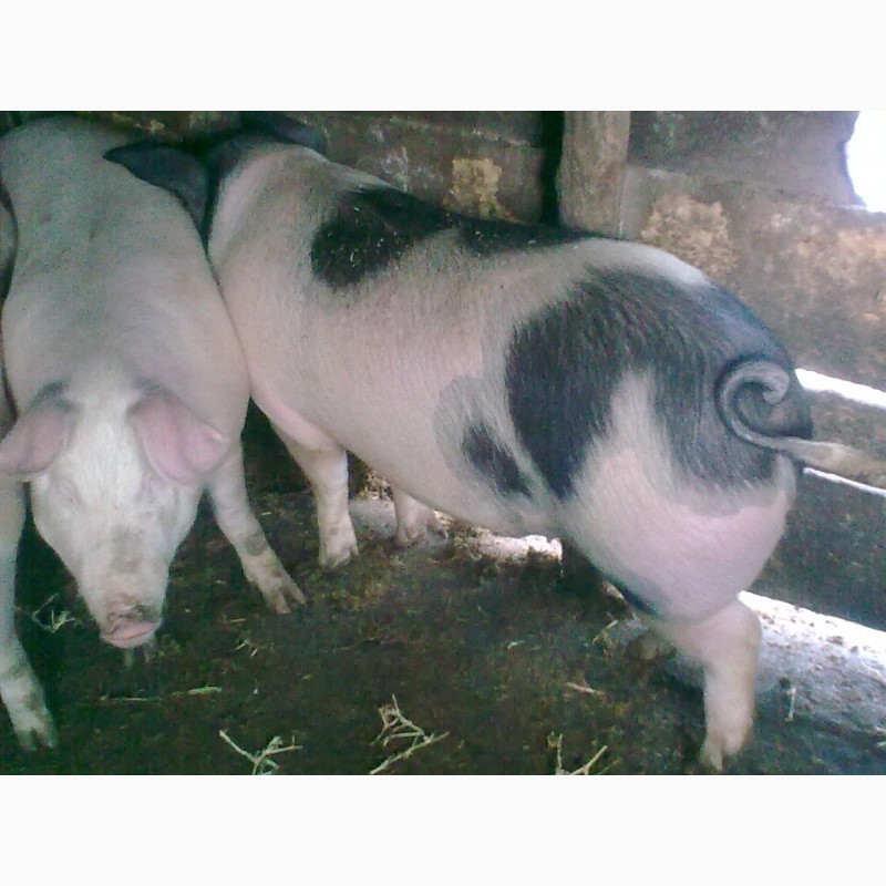 Фото 2. Продам свиней мясного направления