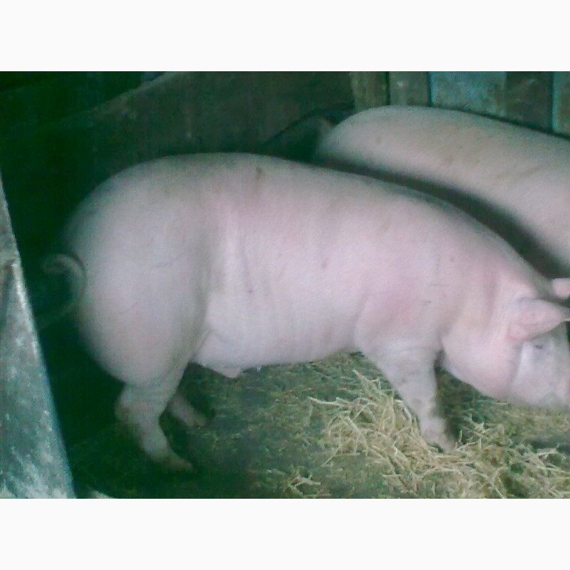 Фото 3. Продам свиней мясного направления