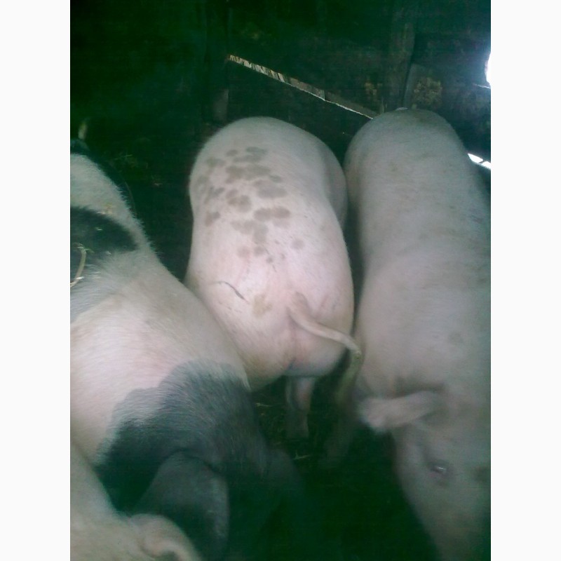 Фото 4. Продам свиней мясного направления