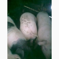 Продам свиней мясного направления