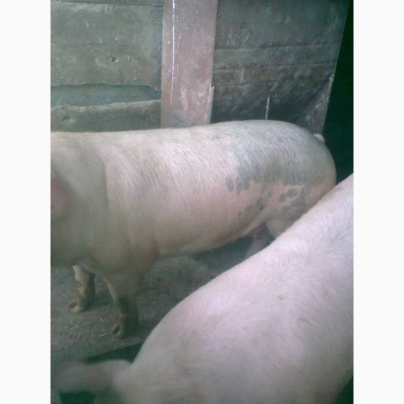 Фото 5. Продам свиней мясного направления