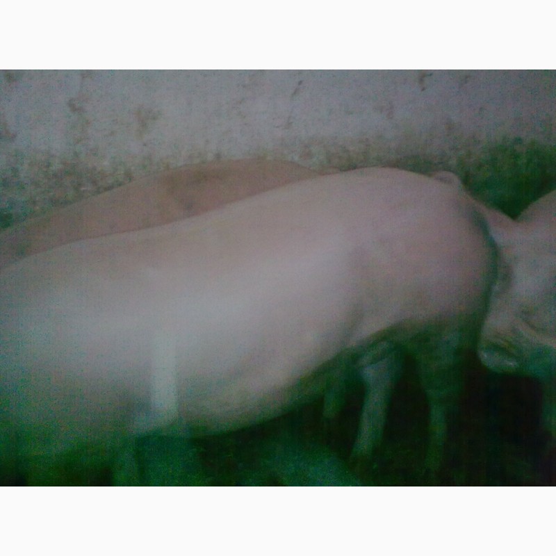 Фото 6. Продам свиней мясного направления