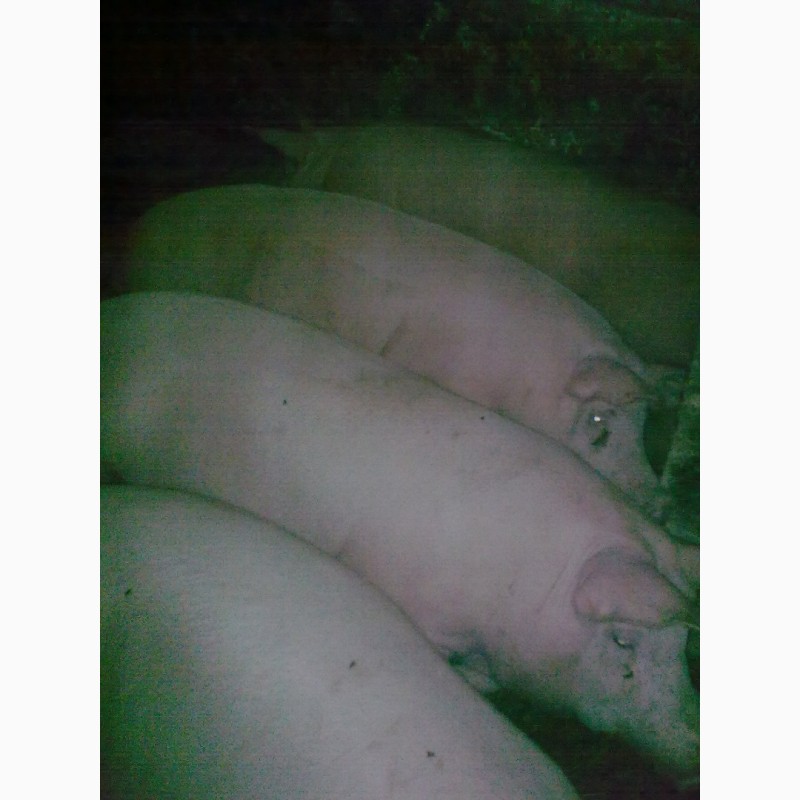 Фото 7. Продам свиней мясного направления