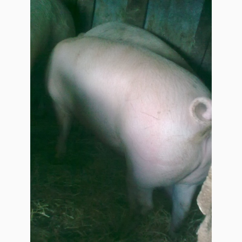 Фото 8. Продам свиней мясного направления