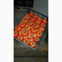 Продам свежие помидоры