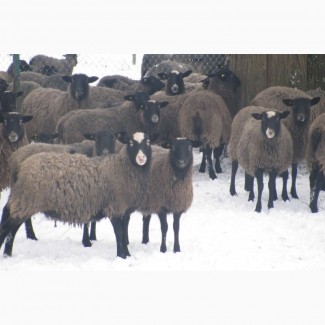 Куплю Романовскую породу овец на постоянной основе, самовывозом
