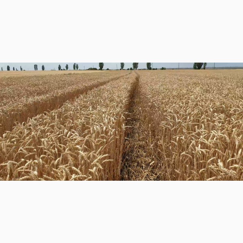 Фото 4. Семена канадской пшеницы Масон, Макино и озимого ячменя Джером и Хамбер, канадские семена