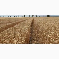 Семена канадской пшеницы Масон, Макино и озимого ячменя Джером и Хамбер, канадские семена