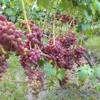 Продам столовый виноград ранних сортов