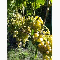Продам столовый виноград ранних сортов