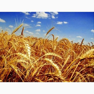 Семена озимой пшеницы МИДАС 8000 грн