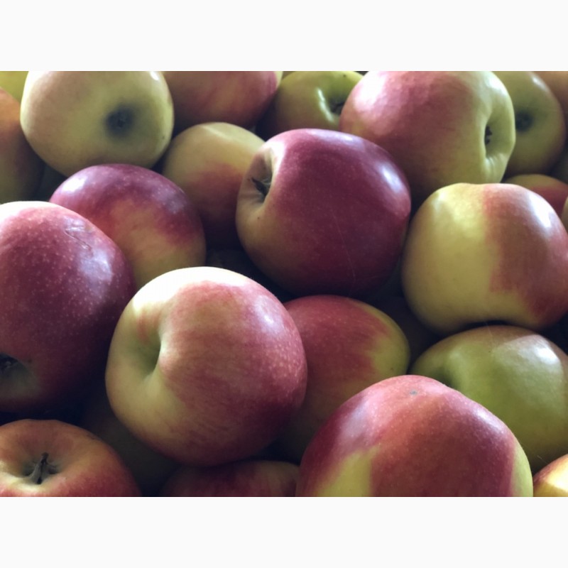 Фото 3. Продам яблука холодильного зберігання