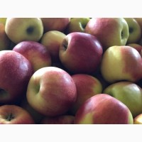 Продам яблука холодильного зберігання