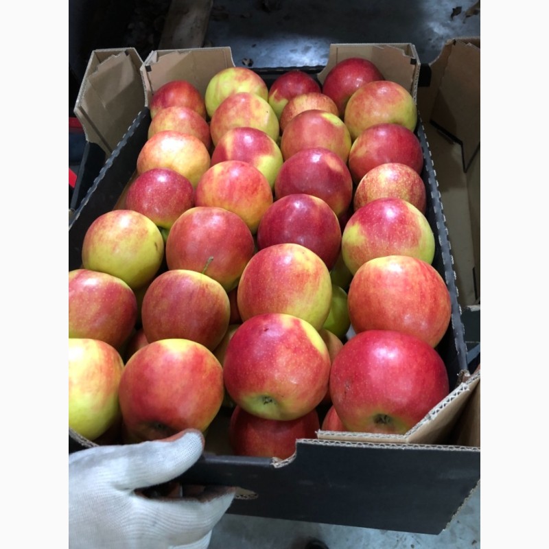 Фото 5. Продам яблука холодильного зберігання