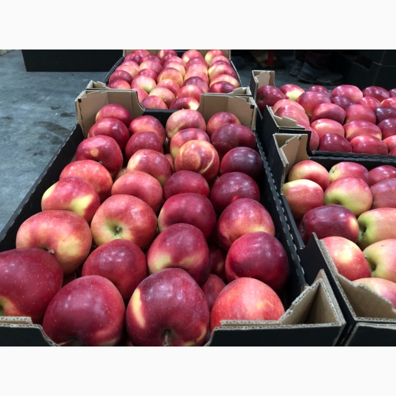 Фото 6. Продам яблука холодильного зберігання