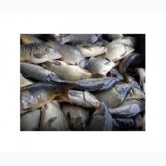 Продажу живой рыбы (малька и товарная) карп, амур, толстолобик, судак