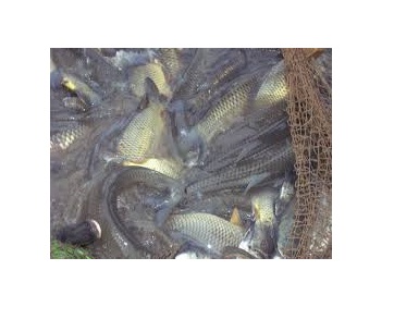 Фото 2. Продажу живой рыбы (малька и товарная) карп, амур, толстолобик, судак