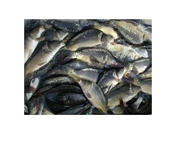 Фото 4. Продажу живой рыбы (малька и товарная) карп, амур, толстолобик, судак