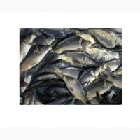 Продажу живой рыбы (малька и товарная) карп, амур, толстолобик, судак