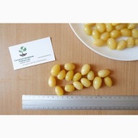 Кизил жёлтый семена (10 штук) для выращивания саженцев, дерен насіння кізіла